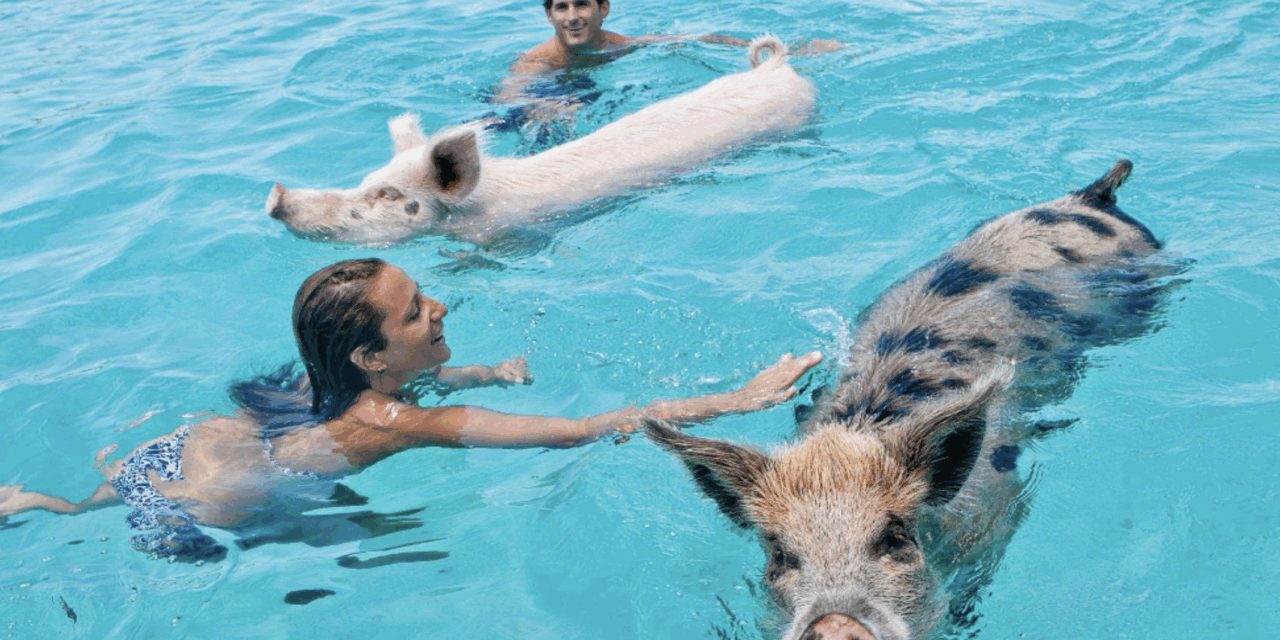 Bahamas Travel Guide